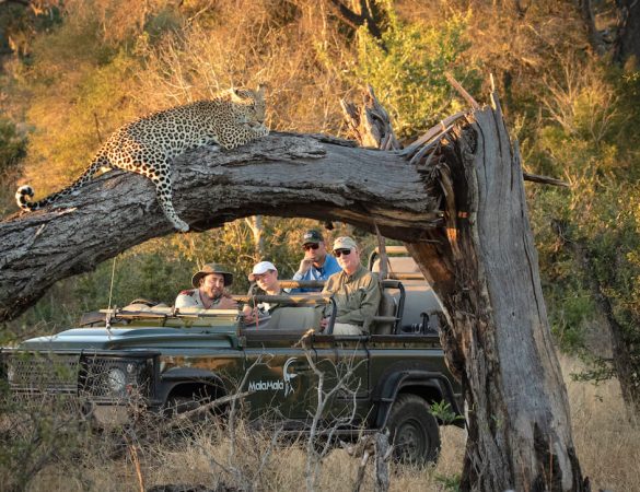 MalaMala-Game-Reserve MalaMala-Game-Reserve