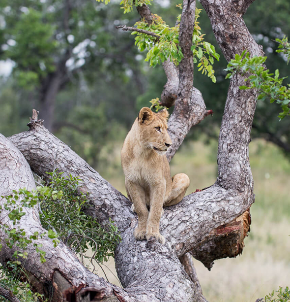 Molori Safari Lodge, Cape Town & Winelands