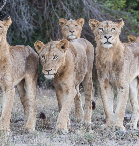 Sabi-Sabi-Earth-Lodge-Itinerary-5 Sabi-Sabi-Earth-Lodge-Itinerary-5