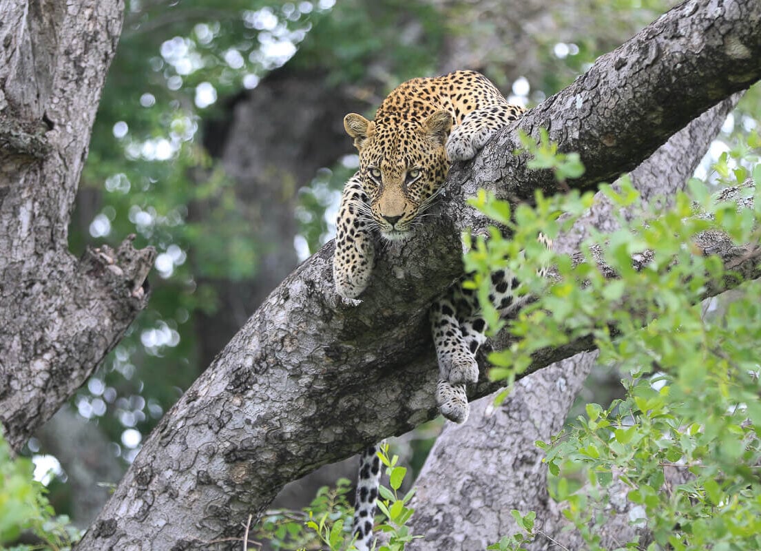 Sabi-Sabi-Game-Reserve Sabi-Sabi-Game-Reserve