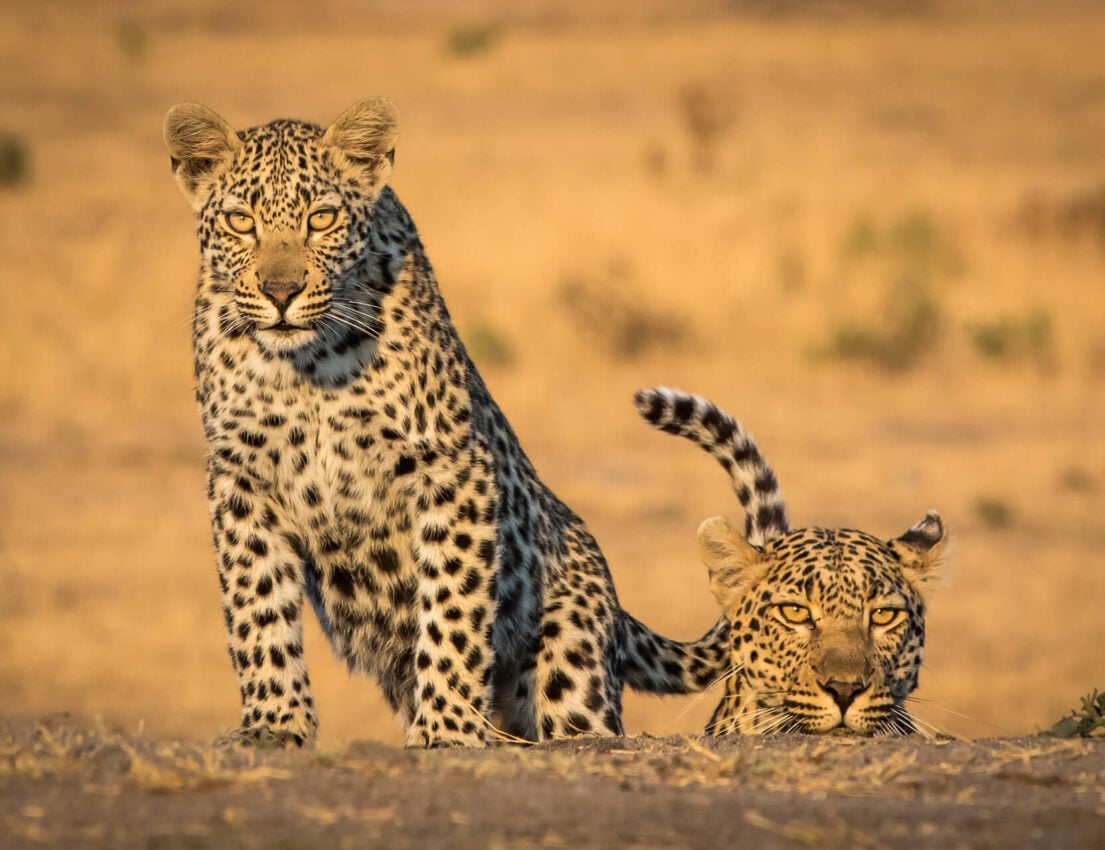 Savanna-Game-Reserve Savanna-Game-Reserve