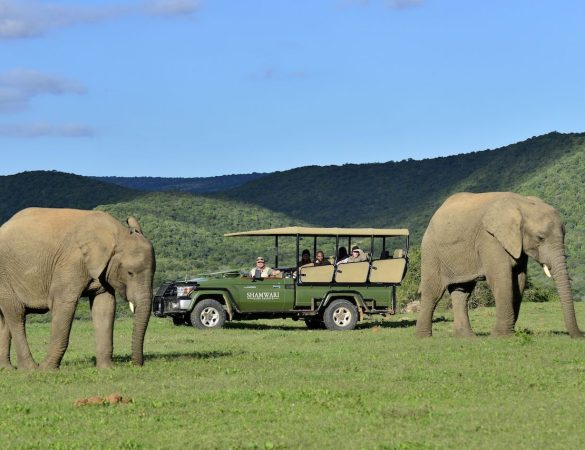 Shamwari Game Reserve Guest Experience Shamwari Game Reserve Guest Experience