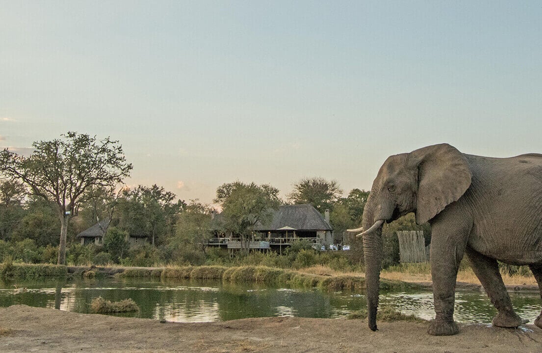 Simbambili-Game-Lodge Simbambili-Game-Lodge