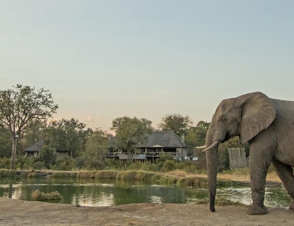 Simbambili-Game-Lodge Simbambili-Game-Lodge