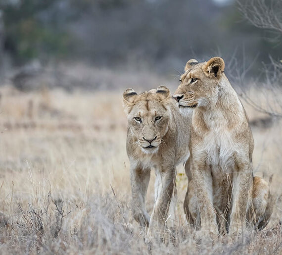 Wildlife-1 Wildlife-1