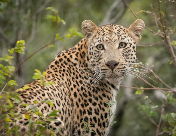 MG_4496-copy MG_4496-copy