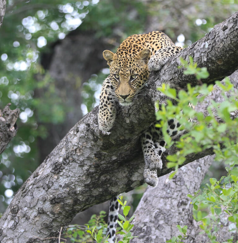 Sab Sabi Game Reserve Sab Sabi Game Reserve
