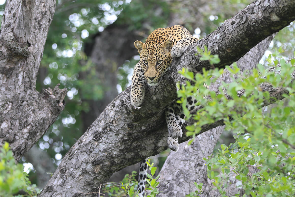 Sabi Sands