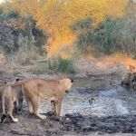 Magic moments at Dulini Private Game reserve. 

The Othawa Pride cubs hone their hunting skills on a pair of unfortunate Egyptian geese goslings.

📍Sabi Sands Game Reserve 
🌍South Africa
🎥 Jem Harris @jemharris96

#dulini @sabisands #southafrica #wildlife #safari #luxurysafari #luxurysafarilodge #lions #lioncub #gamedrive #southafricasafari #africasafari