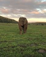 Magnificent close up elephant encounter at Kariega Game Reserve. 

The Eastern Cape had no shortage of these majestic giants roaming in their beautiful game reserves.

📍Eastern Cape
📷 @arrows_five 
🌍 South Africa

#easterncape #kariegagamereserve  #easterncapesafari #elephantencounter #southafricasafari #safari #gamedrive #africasafari #luxurysafari #wildlife #magicmoments