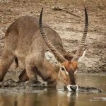 Most animals drink from the waters edge as there are many hidden dangers lurking an inch below the surface. This large antelope waded through thick mud to drink the colder less disturbed water in the middle. A bold move that can end in drama on a day when luck is not on your side.

📍Kruger National Park
📷 @howard.cleland
🌍 South Africa

#krugernationalpark #safari #southafrica #southafricasafari #gamedrive #safaridrive #africasafari #wildlife #luxurysafari #travel #southafricaholiday #southafricatravel